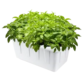 Hydroponic Grow System - 8